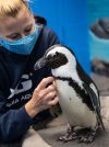 Entra e rinfrescati con gli animali più belli della Georgia