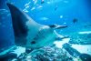 Georgia Aquarium collabora con la principale organizzazione mondiale per la conservazione per diventare un centro per la sopravvivenza delle specie