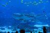 Giornata mondiale degli oceani, tutti i giorni |  Acquario della Georgia