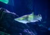 Incontra le specie di squali al Georgia Aquarium