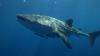 Specie in pericolo |  Acquario della Georgia