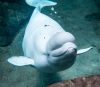 Bimbo a bordo!  Balena Beluga in attesa di vitello al Georgia Aquarium