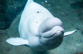 Bimbo a bordo!  Balena Beluga in attesa di vitello al Georgia Aquarium