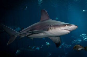 Un nuovo studio globale rileva un rischio di estinzione di squali e razze senza precedenti