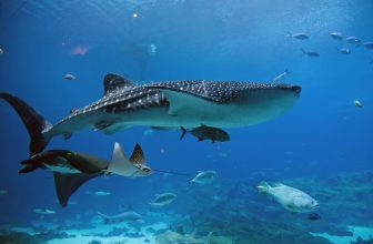 I più grandi ambasciatori di animali del Georgia Aquarium
